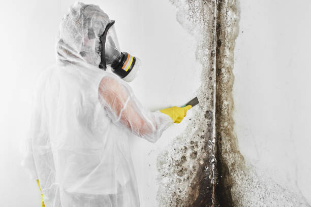 Best Crawl Space Mold Removal  in Nokomis, FL