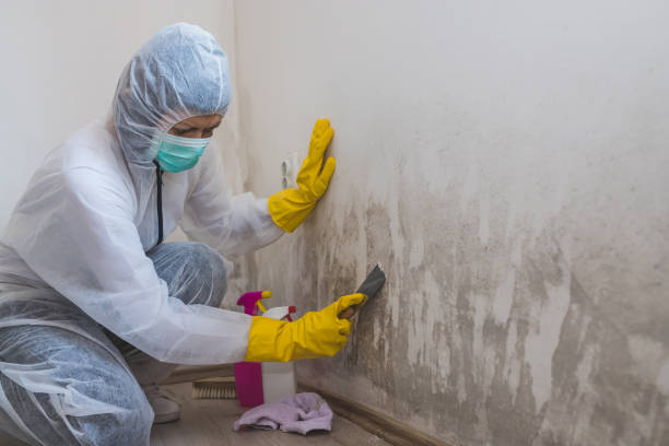 Best Attic Mold Removal  in Nokomis, FL