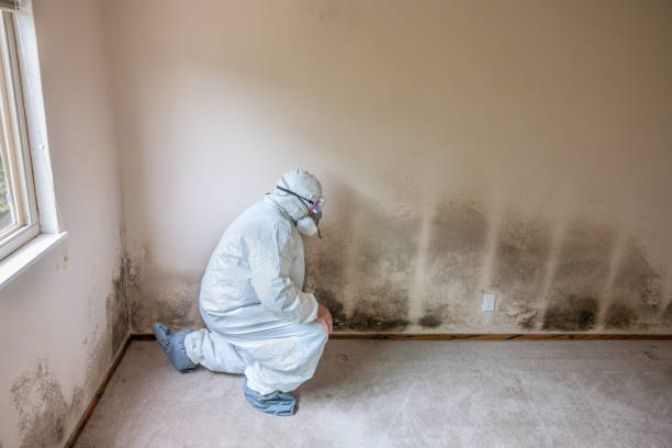 Professional Mold Removal in Nokomis, FL